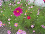 IMG_1854.jpg